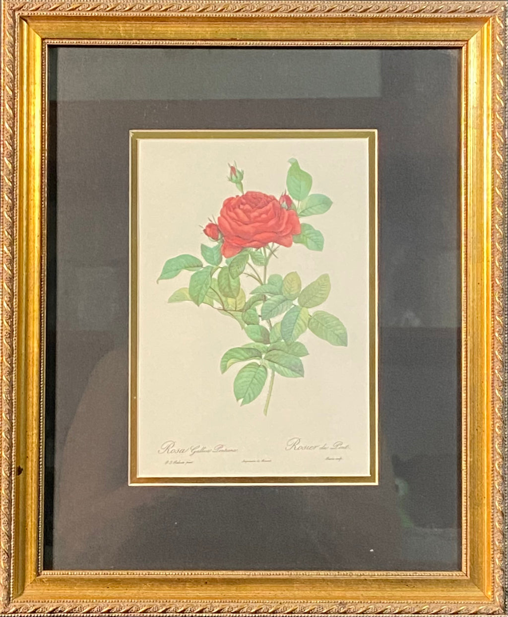 "Rosier du Pont" by Pierre-Joseph Redoute