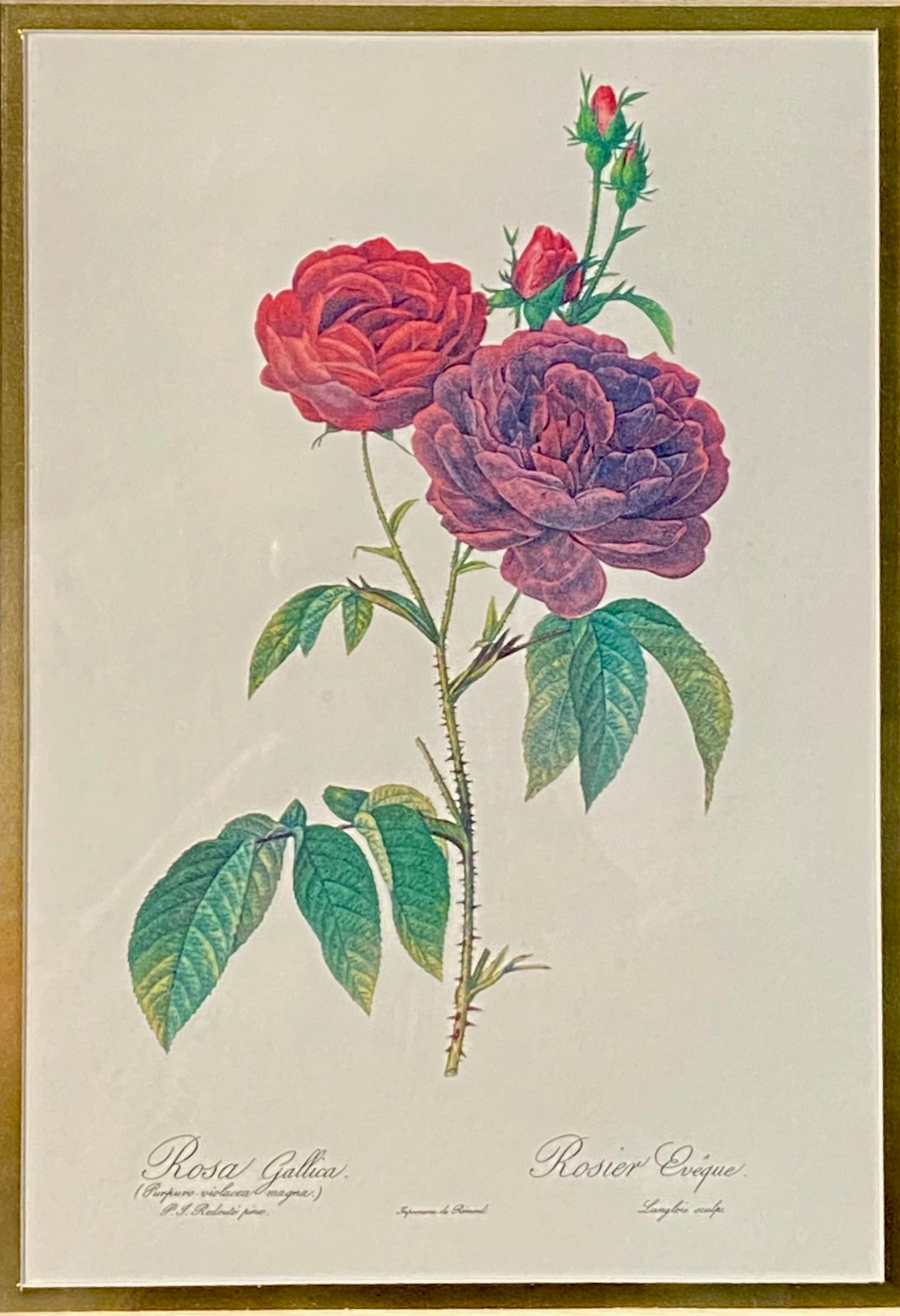 "Rosier du Pont" by Pierre-Joseph Redoute