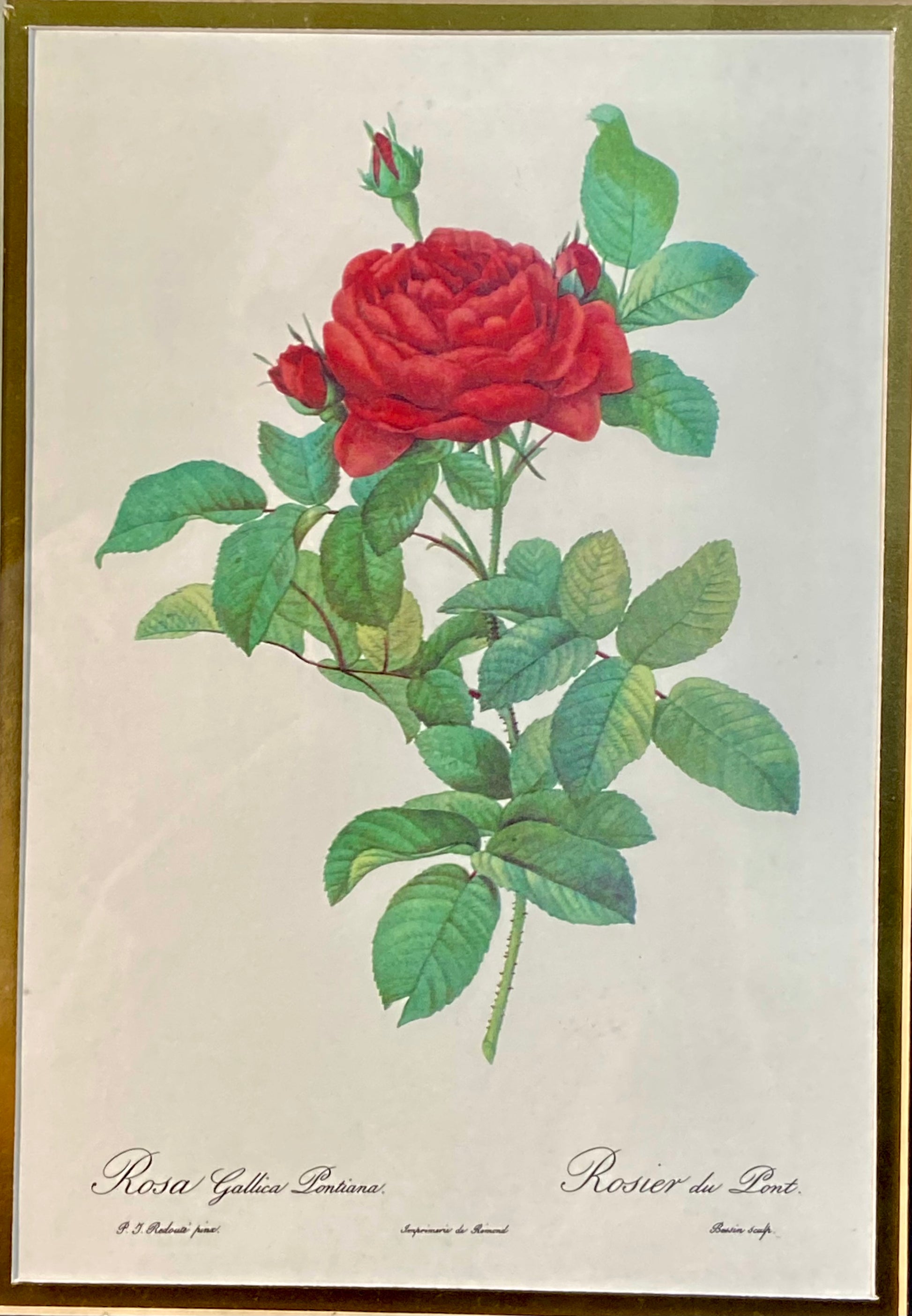 "Rosier du Pont" by Pierre-Joseph Redoute