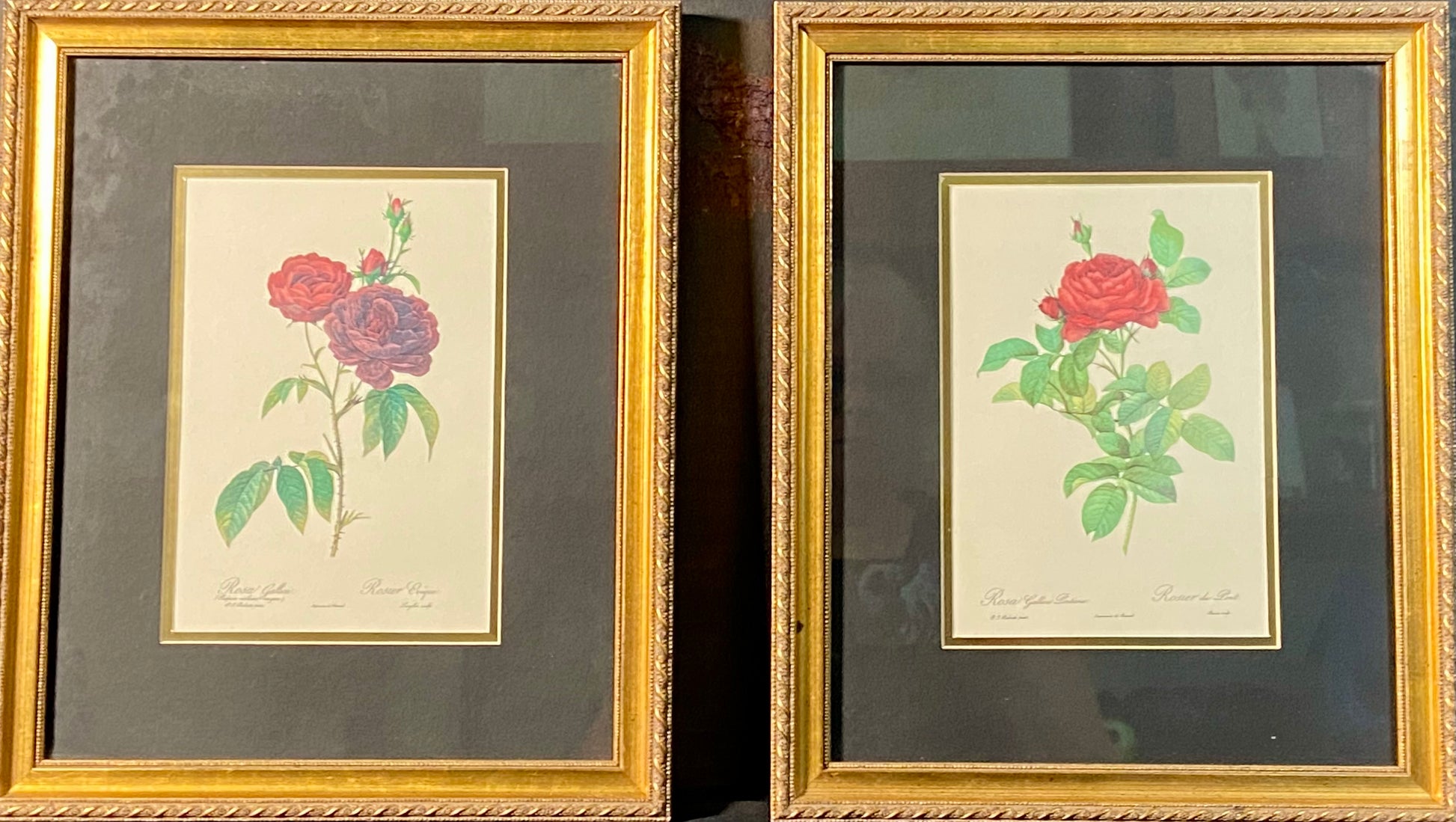 "Rosier du Pont" by Pierre-Joseph Redoute