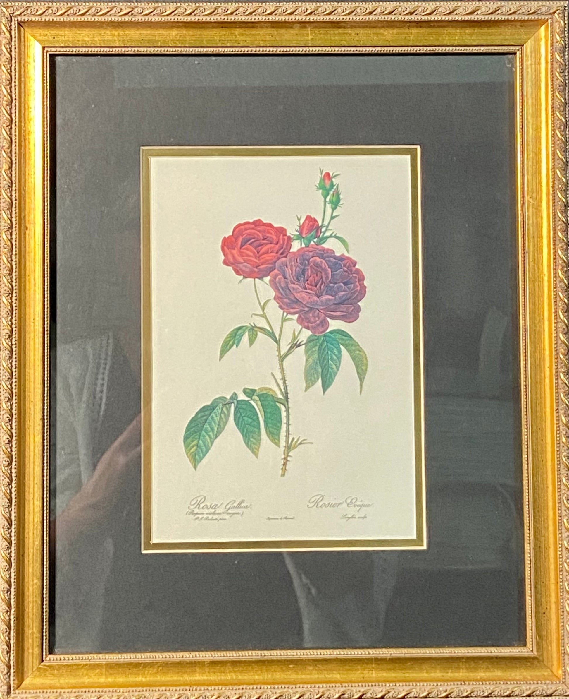 "Rosier du Pont" by Pierre-Joseph Redoute